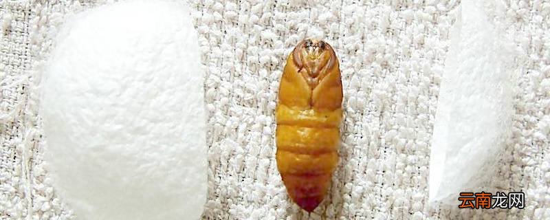 蛹是什么