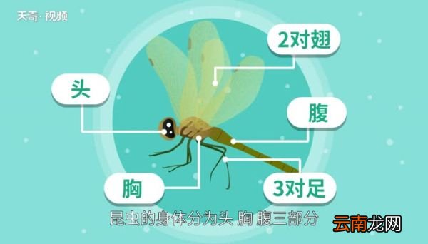 昆虫特征有哪些 昆虫的主要特征有哪些