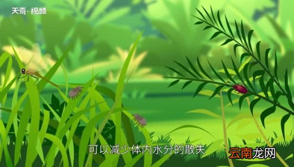 昆虫特征有哪些 昆虫的主要特征有哪些