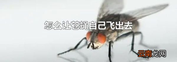 怎么让苍蝇自己飞出去