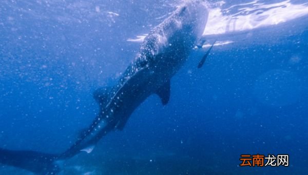 海洋生物有哪些 海洋生物包括什么