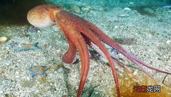 海洋生物有哪些 海洋生物包括什么