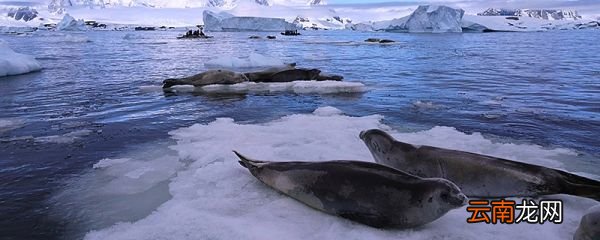 海洋生物有哪些 海洋生物包括什么