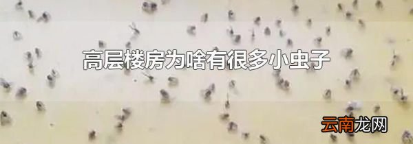 高层楼房为啥有很多小虫子