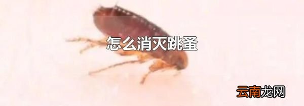 怎么消灭跳蚤