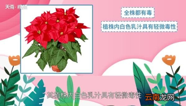 一品红有毒吗一品红的功效和作用