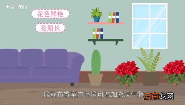 一品红有毒吗一品红的功效和作用