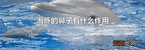 海豚的鼻子有什么作用