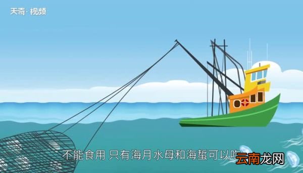 水母能吃吗 水母可以食用吗