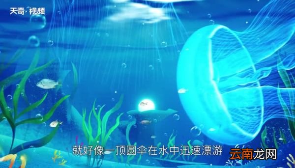 水母能吃吗 水母可以食用吗