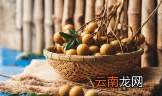 桂圆的幼苗 桂圆仁怎么种才出小苗