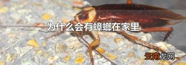 为什么会有蟑螂在家里