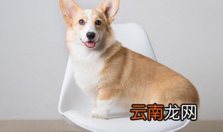 梦见杀狗 梦见杀狗到底啥意思