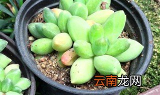 肉怎么种才容易活 肉肉什么时候种好养活