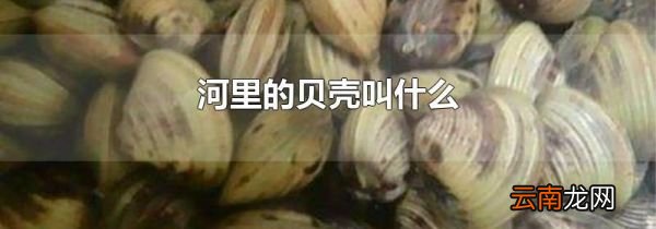 河里的贝壳叫什么