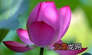 映日荷花别样红的寓意 映日荷花别样红的寓意是什么