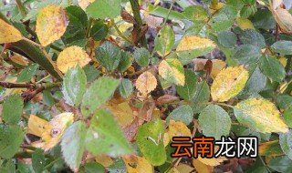 新种的月季叶子蔫 才种的月季树叶子蔫了怎么办