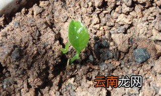 豆角如何生长 羊角豆要怎么样种才发芽