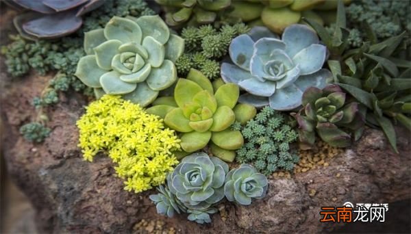多肉植物摊大饼了怎么办 多肉植物摊大饼了怎么处理