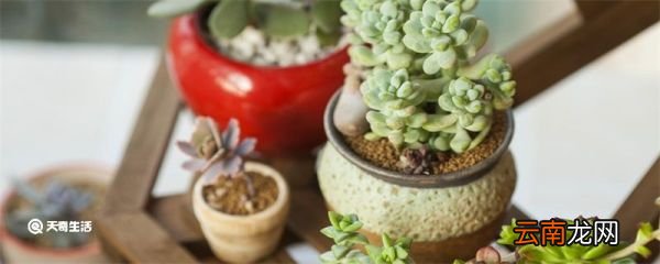 多肉植物摊大饼了怎么办 多肉植物摊大饼了怎么处理