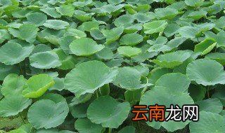 荷叶干的制作方法 怎么样做荷叶干
