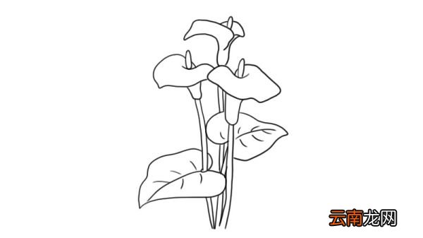 马蹄莲简笔画 马蹄莲怎么画