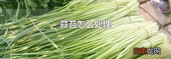 蒜苔怎么处理