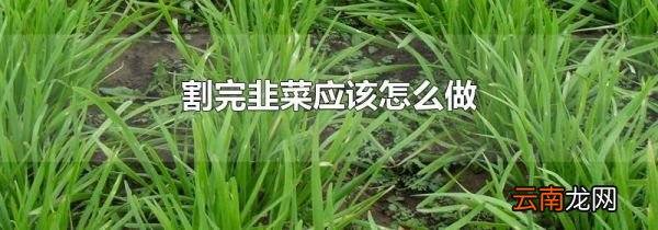 割完韭菜应该怎么做