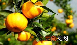 椪柑怎么种才甜，椪柑放多久变甜