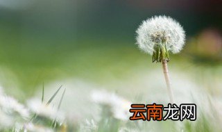 蒲公英读音 蒲公英读音和解释