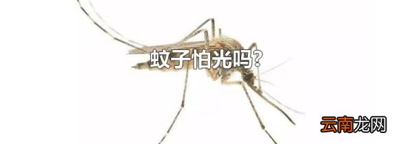 蚊子怕光吗?