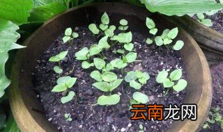 刚买的花苗怎么种植 才到的花苗要怎么种