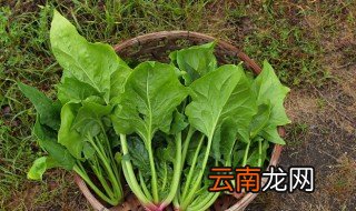 菠菜怎么种才发芽快，菠菜如何种植才能发芽快