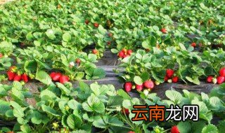 大棚草莓的种植方法 如何种植大棚草莓