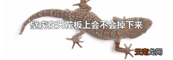 壁虎在天花板上会不会掉下来