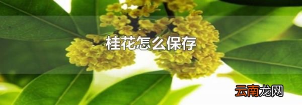 桂花怎么保存
