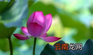 荷花要怎么种才不会有蚊子 养荷花会不会蚊子多