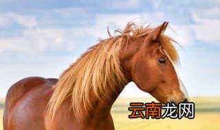 千里马与伯乐的寓意 千里马与伯乐的寓意是什么