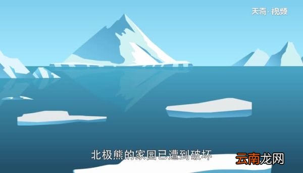 北极熊的毛是什么颜色的 北极熊的毛是白色的吗