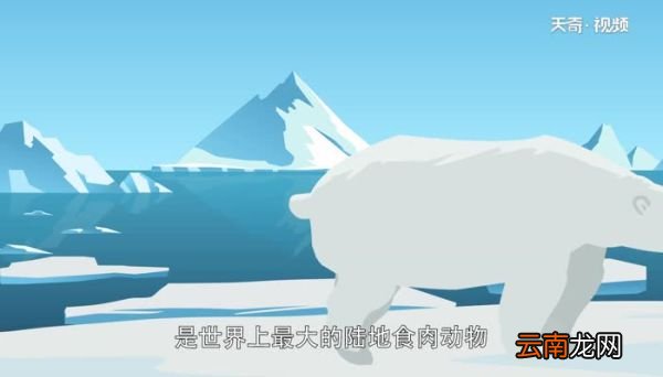 北极熊的毛是什么颜色的 北极熊的毛是白色的吗