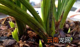 兰花如何生根发芽 兰花龙根怎么种才发芽
