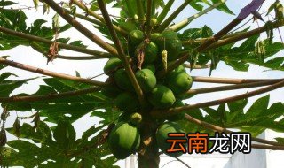 木瓜好种活吗 木瓜子要怎么种成活才高