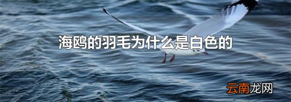 海鸥的羽毛为什么是白色的