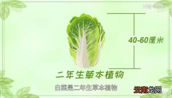 白菜属于什么科 白菜是什么科的