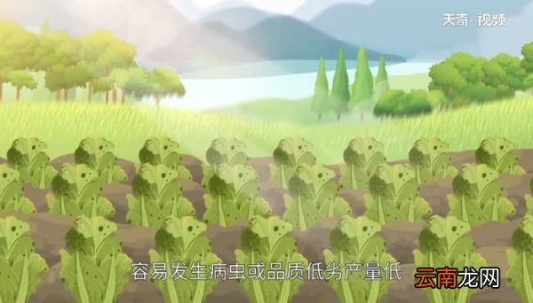 白菜属于什么科 白菜是什么科的