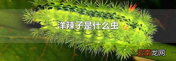 洋辣子是什么虫