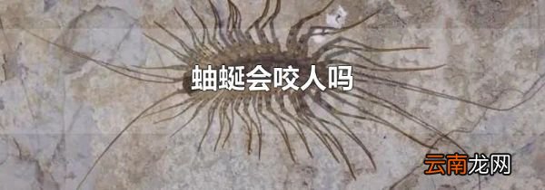 蚰蜒会咬人吗