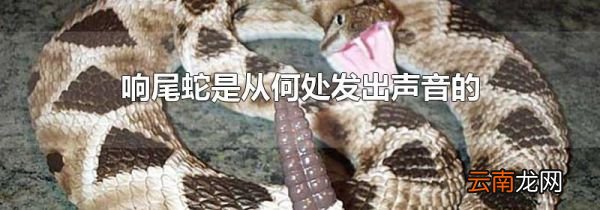 响尾蛇是从何处发出声音的