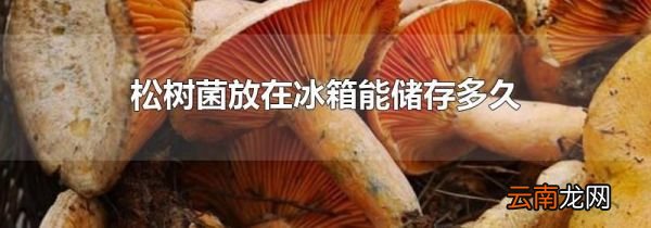 松树菌放在冰箱能储存多久