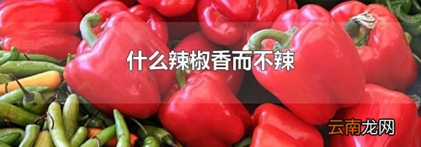 什么辣椒香而不辣